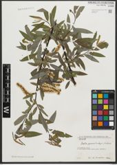 Foto von Salix pycnostachya Andersson